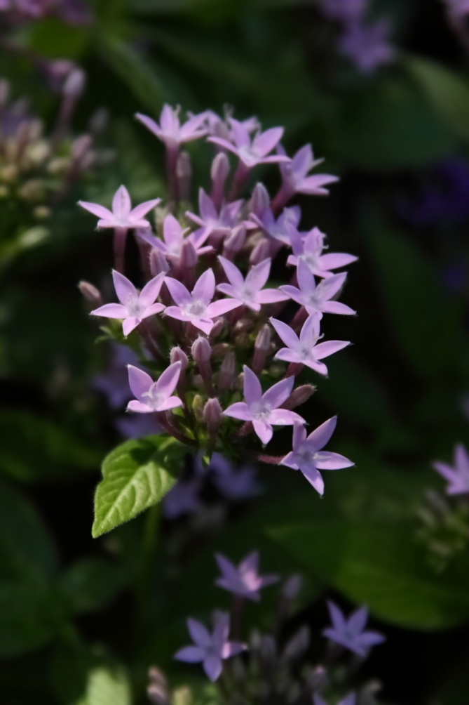 2011 07 30 IMG 34717